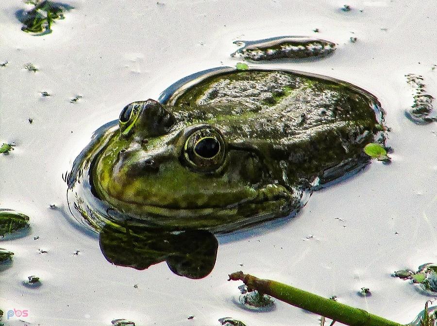 Żabisko w stawie