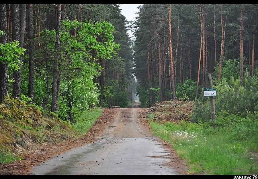 Hutki - Droga leśna idealna w stronę Błedowa :):)