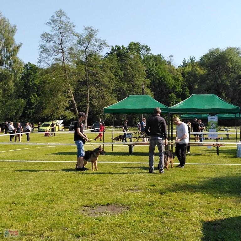 wystawa owczarków niemieckich