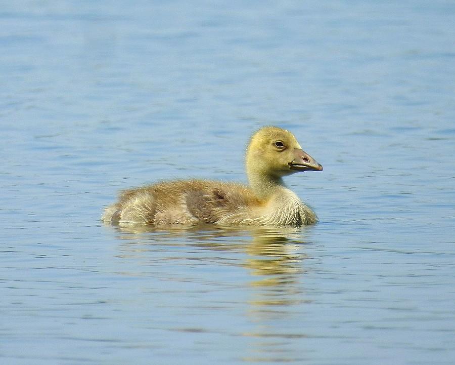 Brzyyydaaal :) Ale już niedługo będzie piękną gęgawą :)