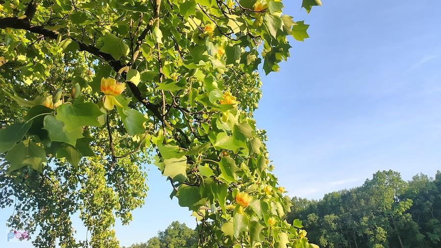 Tulipanowce kwitną