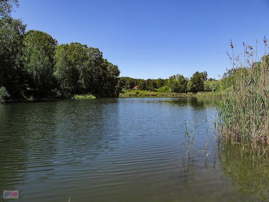 Większy ze stawów przy cegielni chylickiej