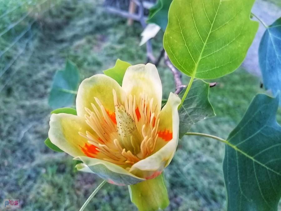 Tulipanowiec