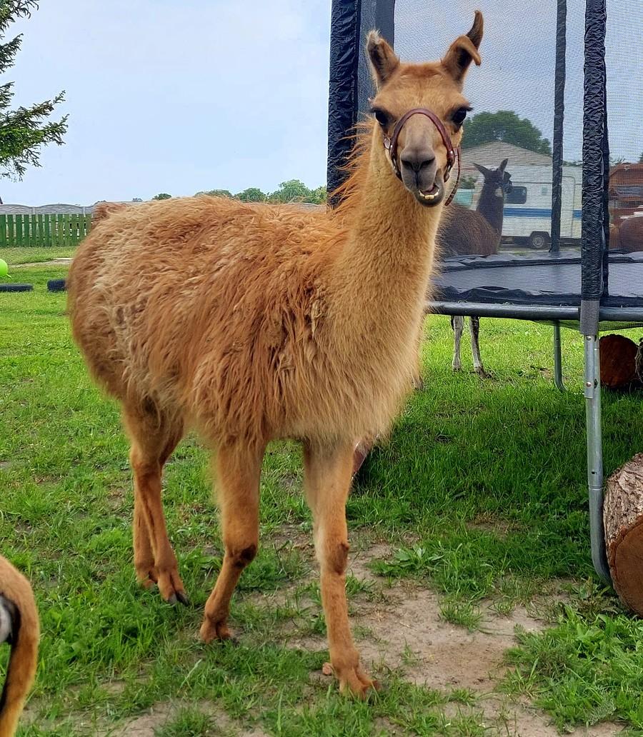 Zaciekawiona lama