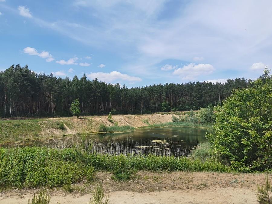 Wyrobisko w lesie