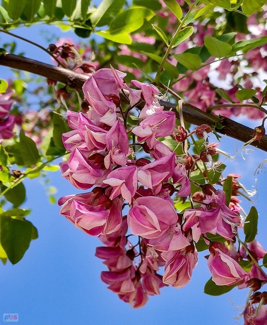 Robinia różowa