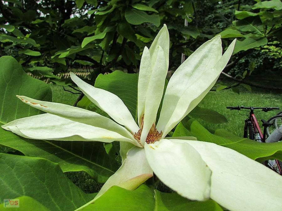 Każdy kwiat magnolii parasolowatej ma 12 płatków