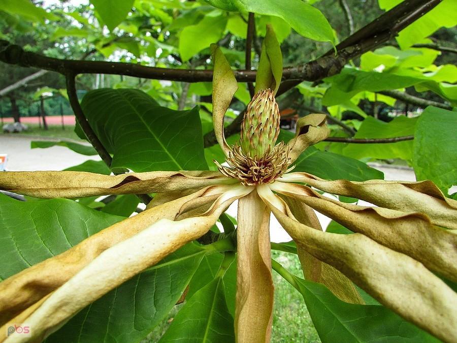 Okres kwitnienia magnolii parasolowatej dobiega końca