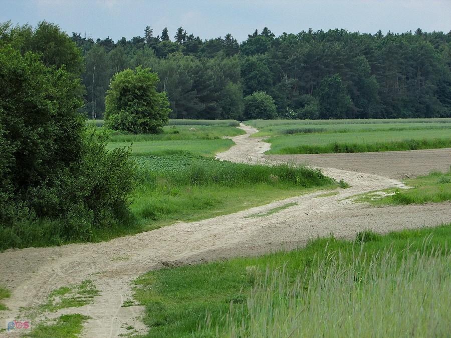 Droga wśród pól