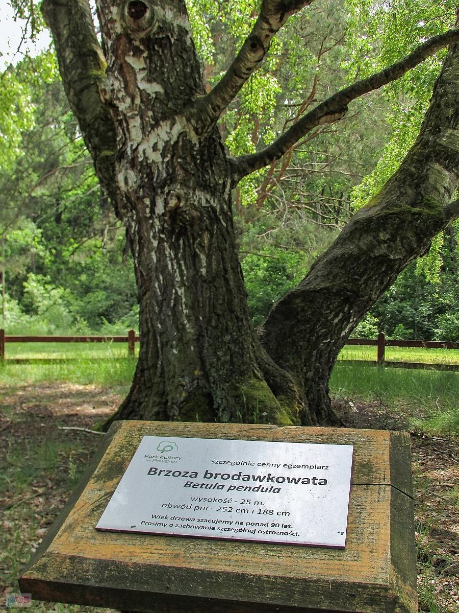 Metryczka brzozy