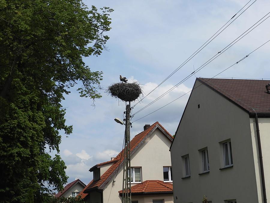 Wąwelnica i gniazdo bocianie z lokatorem.