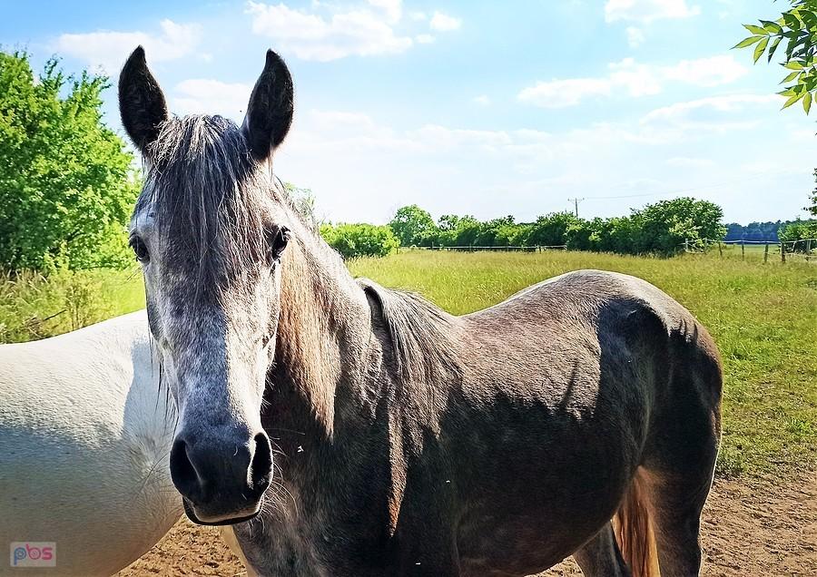 Konik