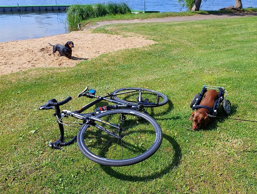 Dwa psiaki po przejściach plus rower
