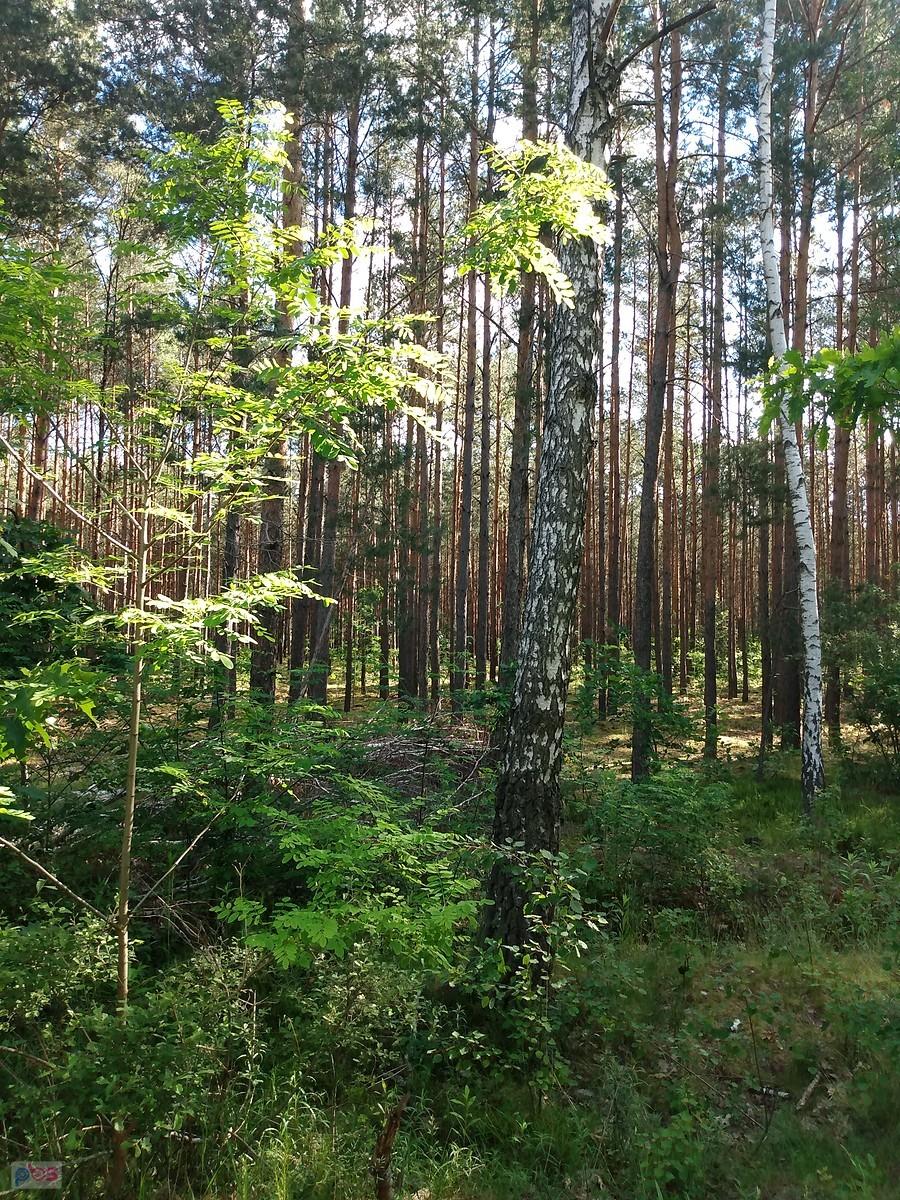 Puszcza Kampinoska