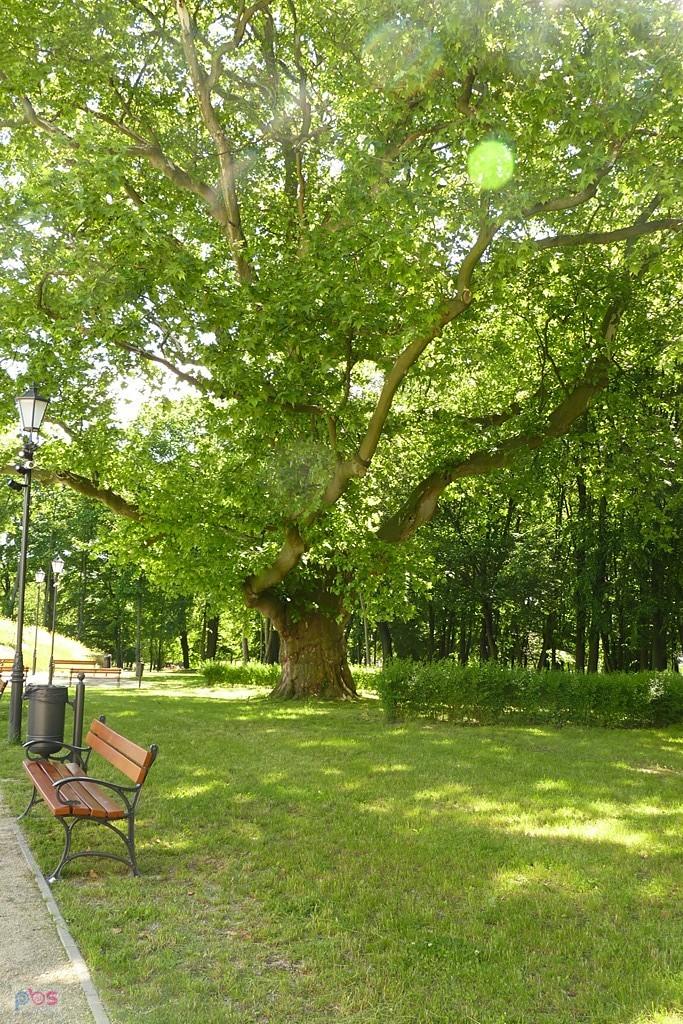 platan koło ruin pałacu