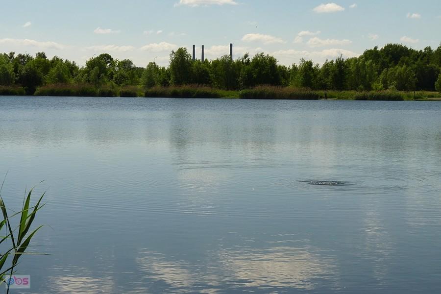 Brandtka