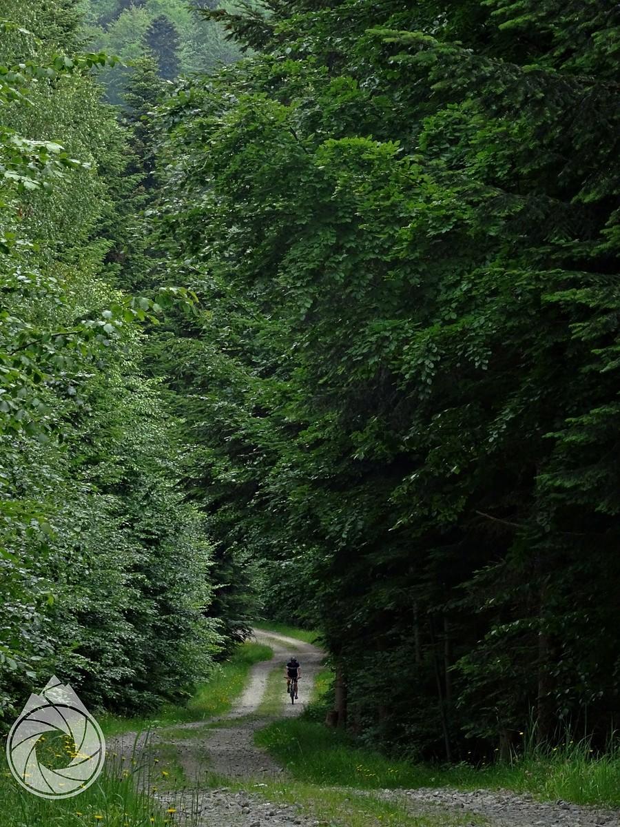 w lesie nad Dragaszowem