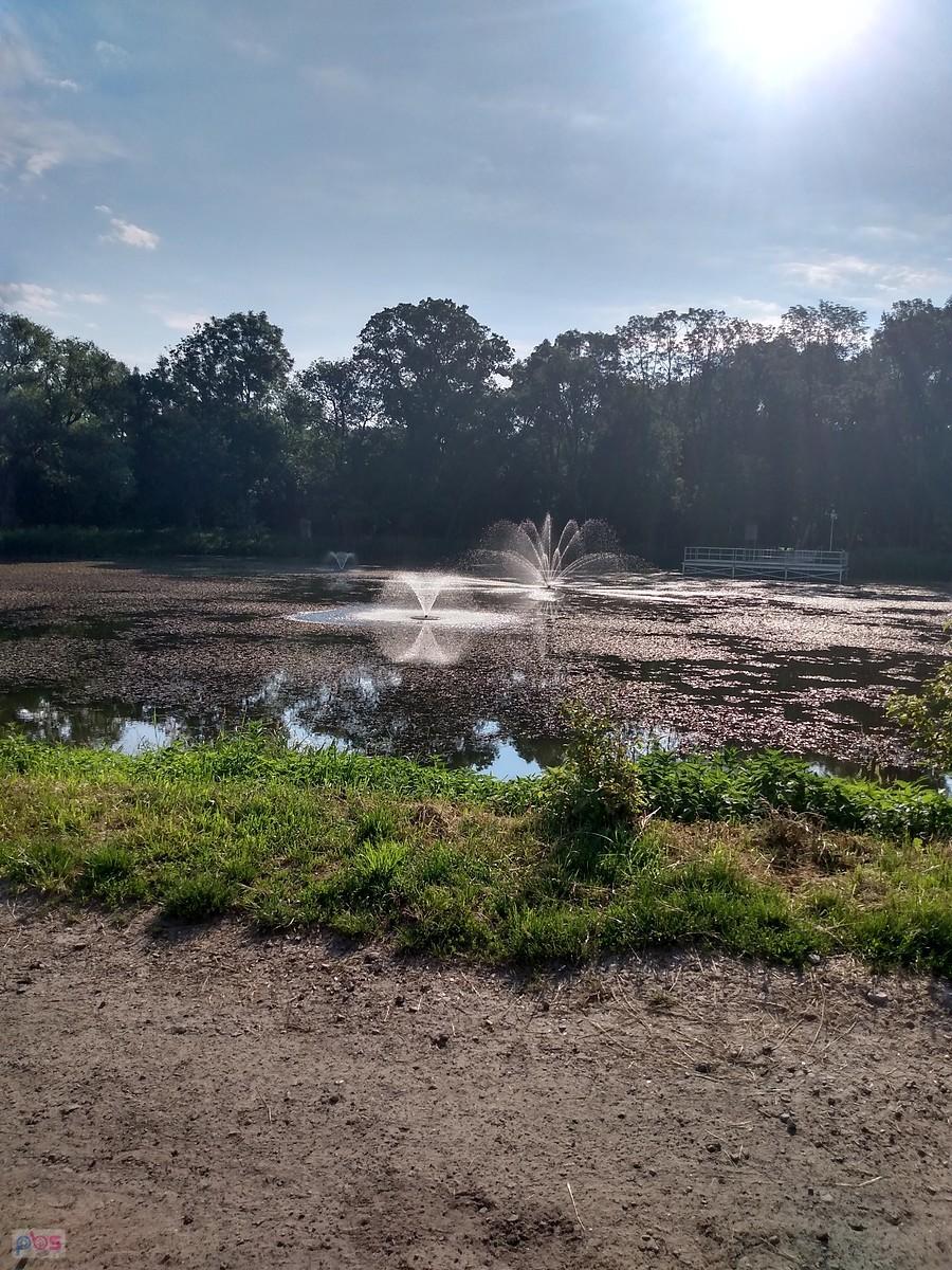 Staw w Ołtarzewie