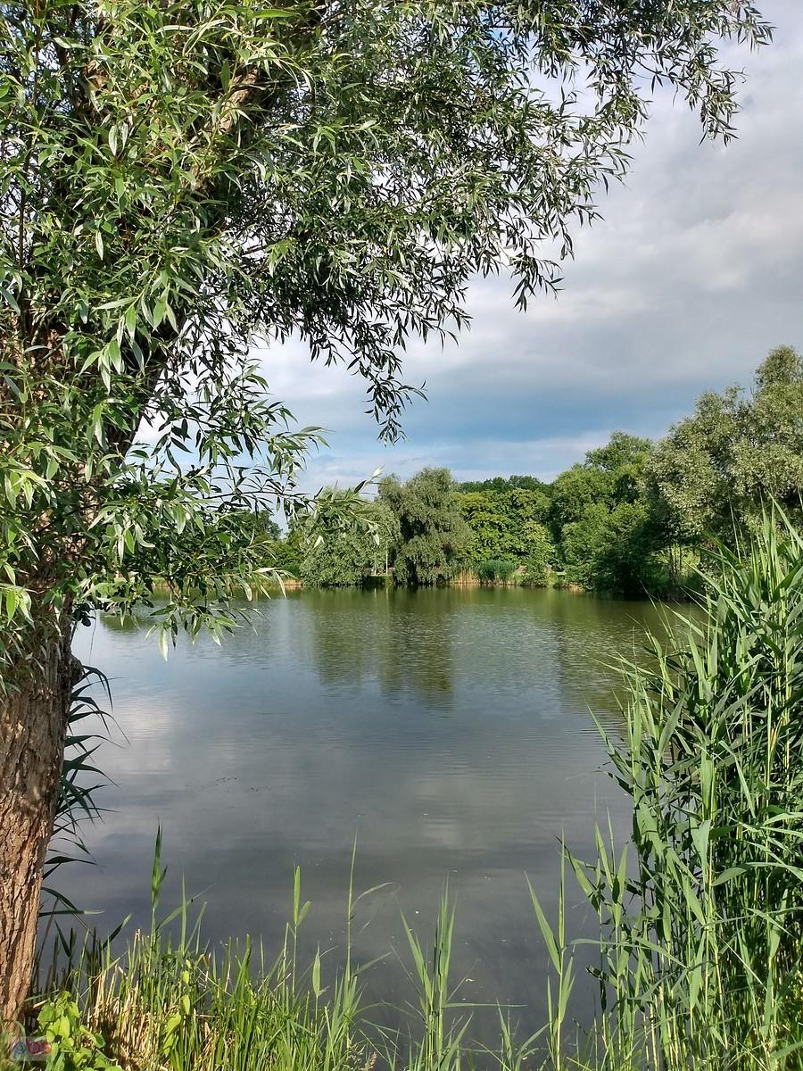 Staw w Zielonkach