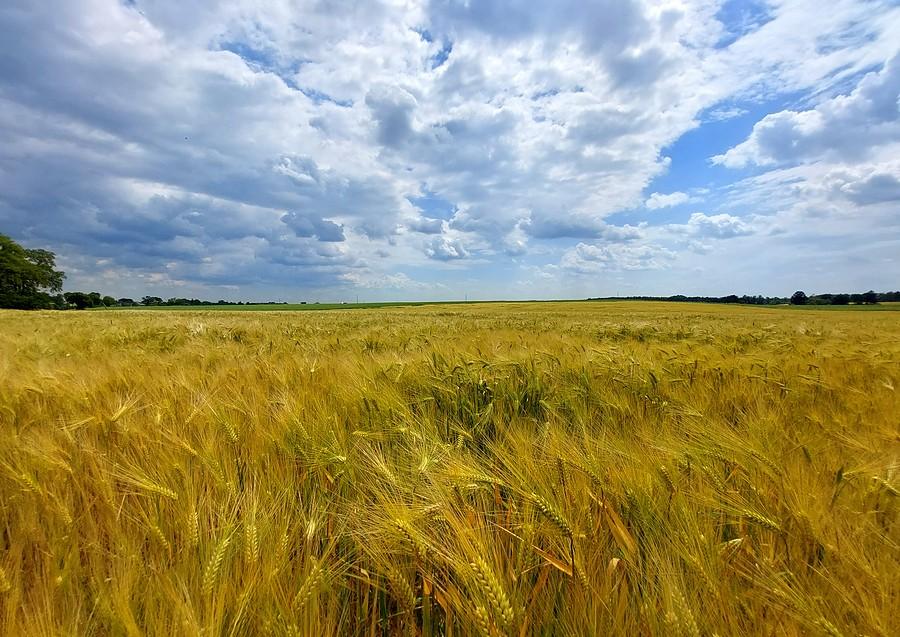 Zboże aż po horyzont