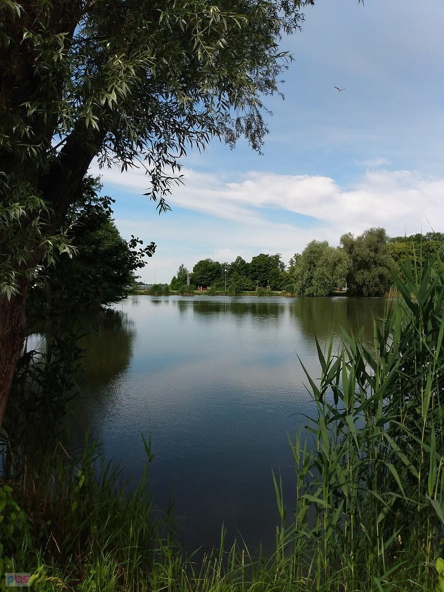 Staw w Zielonkach