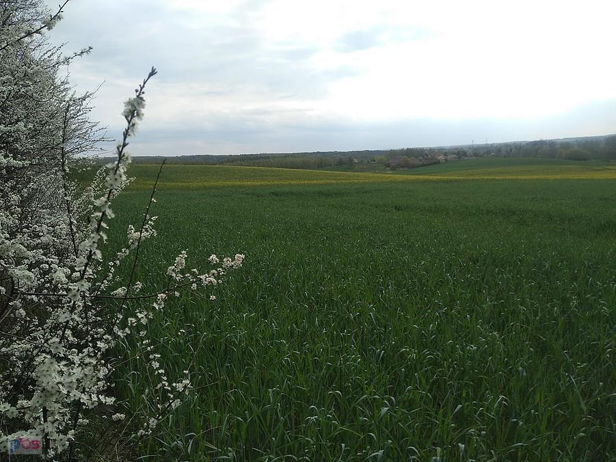 Wiosna