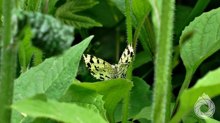 Pseudopanthera próbuje się schować przede mną