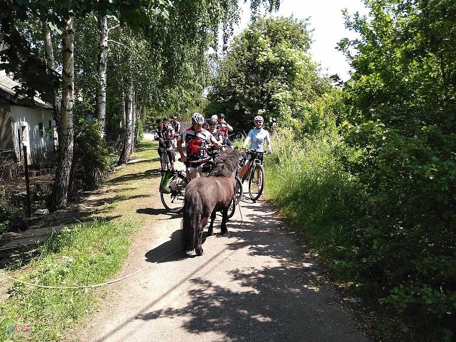 Osioł na drodze wśród rowerzystów
