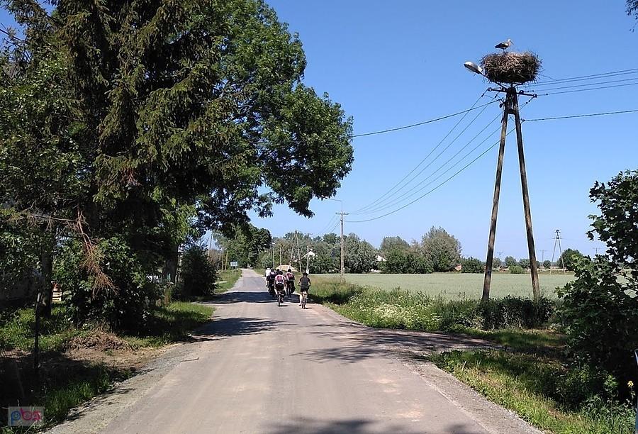 Gniazdo bocianów na słupie przy drodze