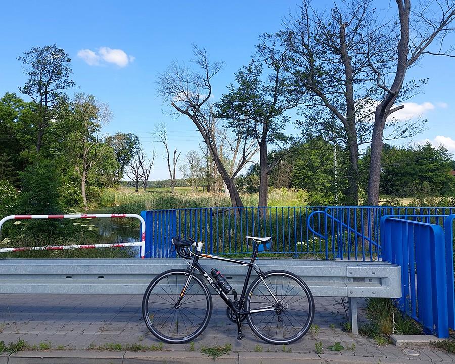 Nad trzcielińskim bagnem
