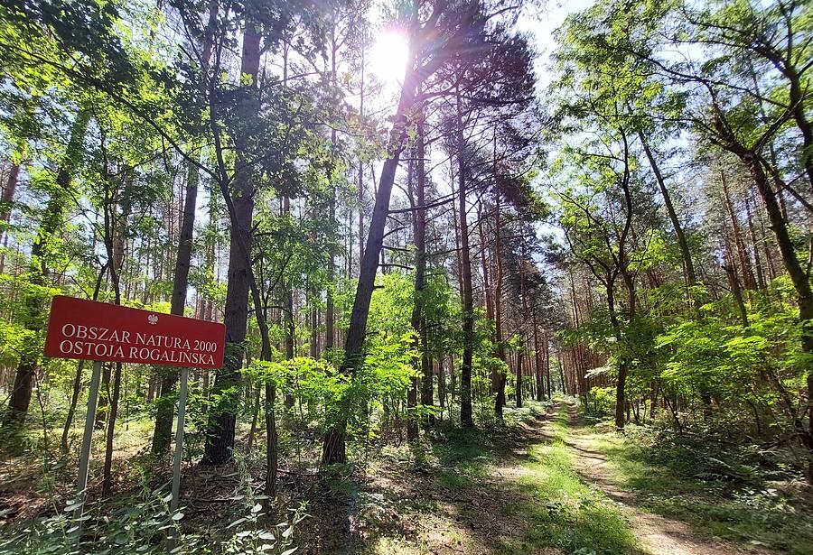 Natura 2000 koło Żabna. A i tak tną co jakiś czas :/