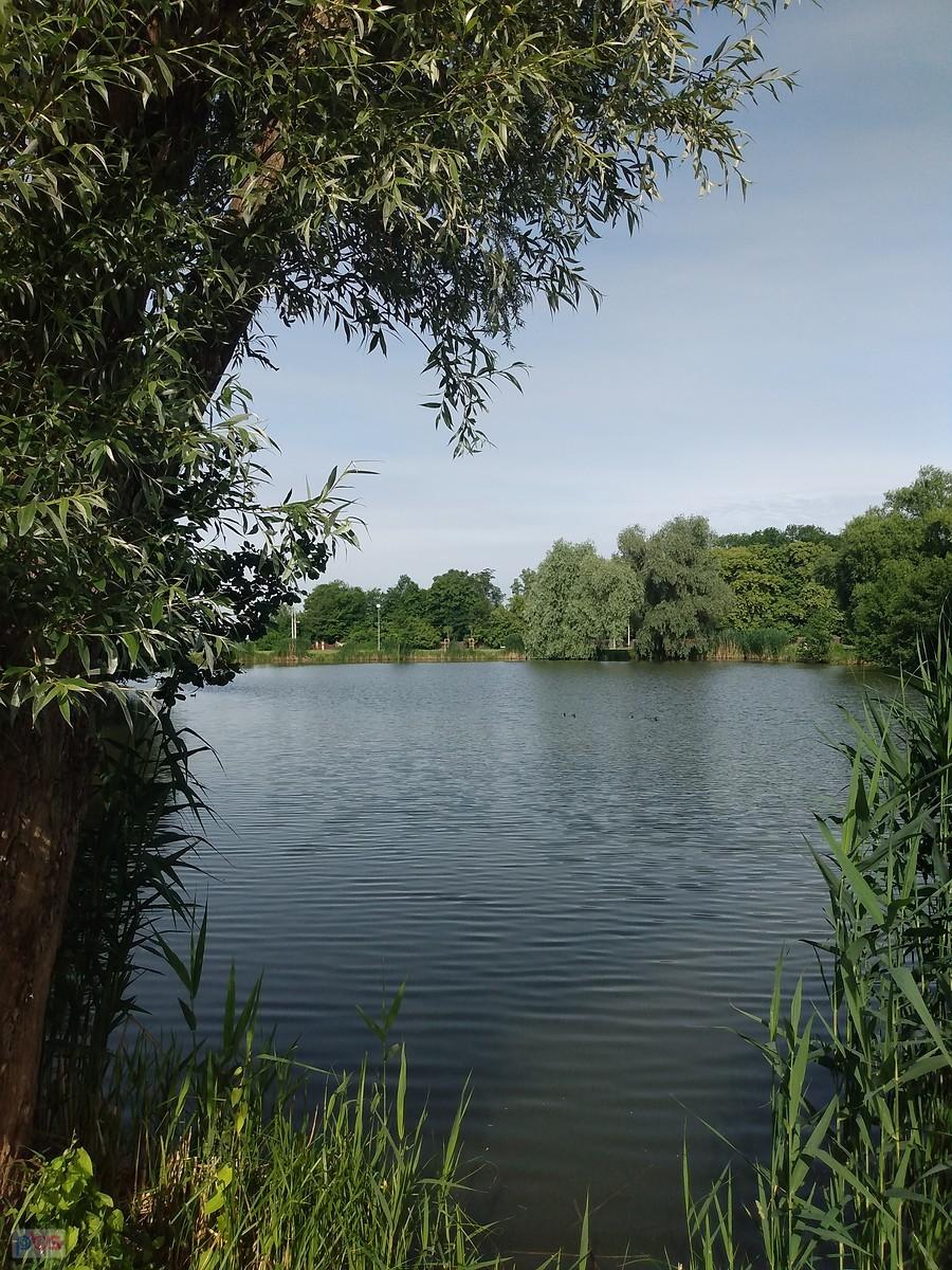 Staw w Zielonkach