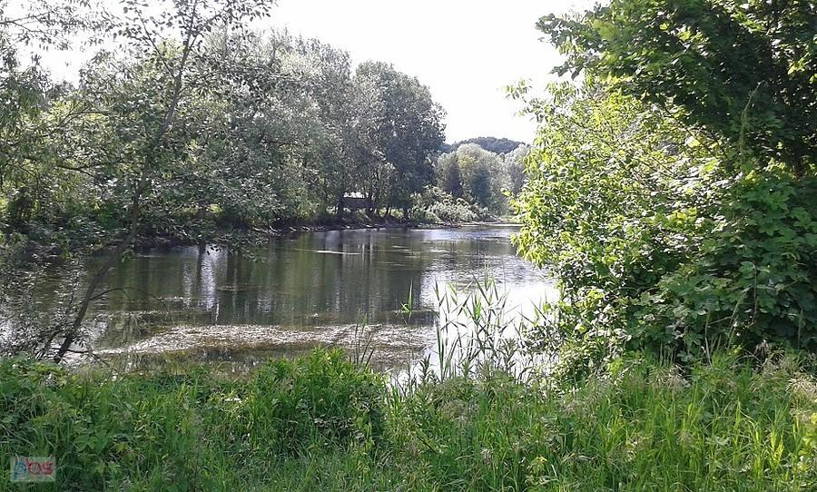 Staw Zawadowski to reliktowe starorzecze Wisły