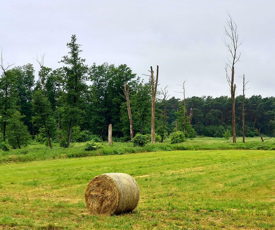 Lekko smętnie, poznańska Głuszyna