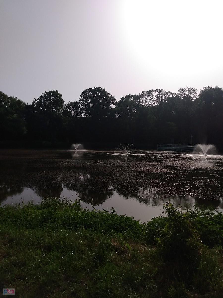 Staw w Ołtarzewie