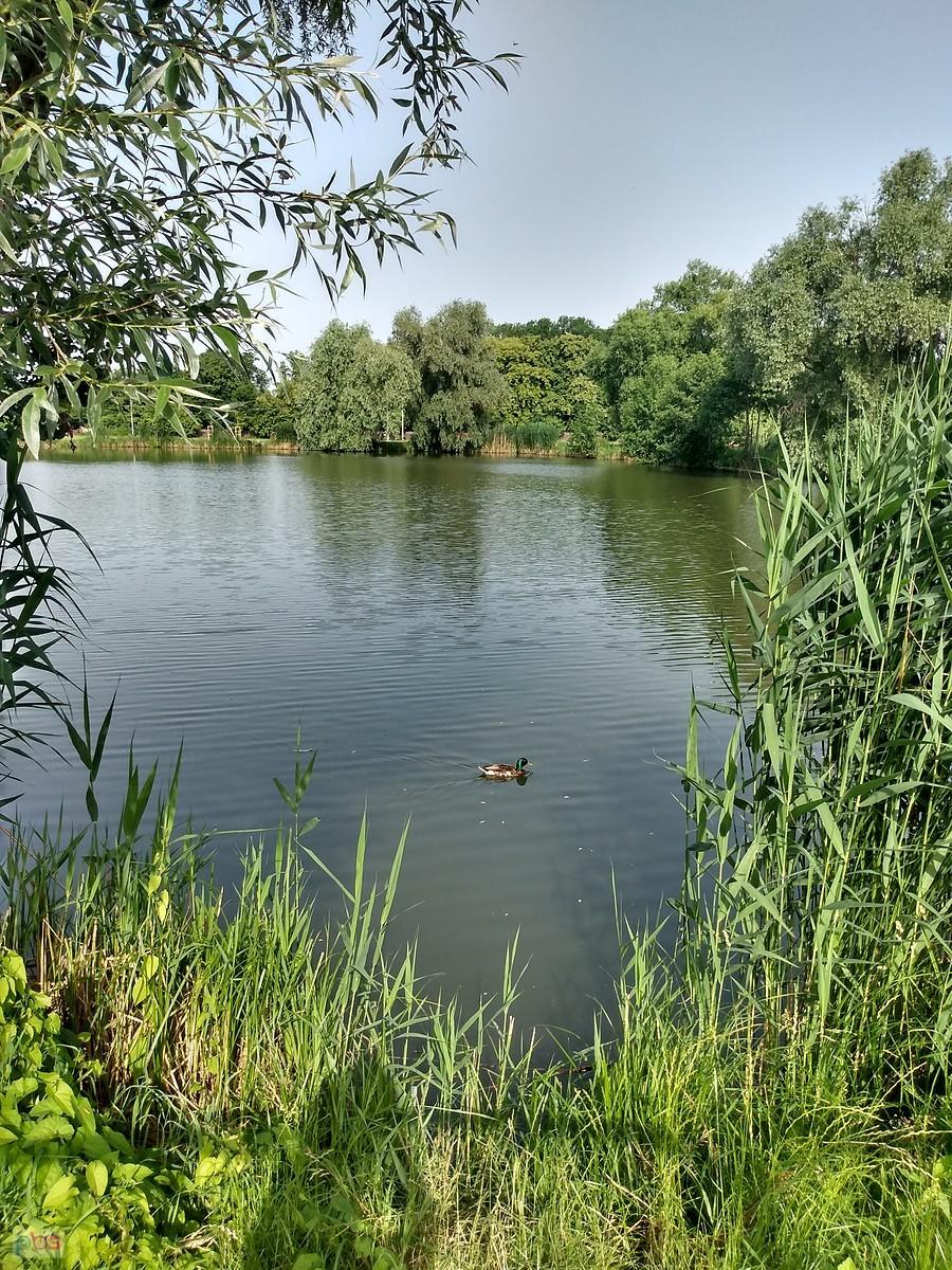 Staw w Zielonkach