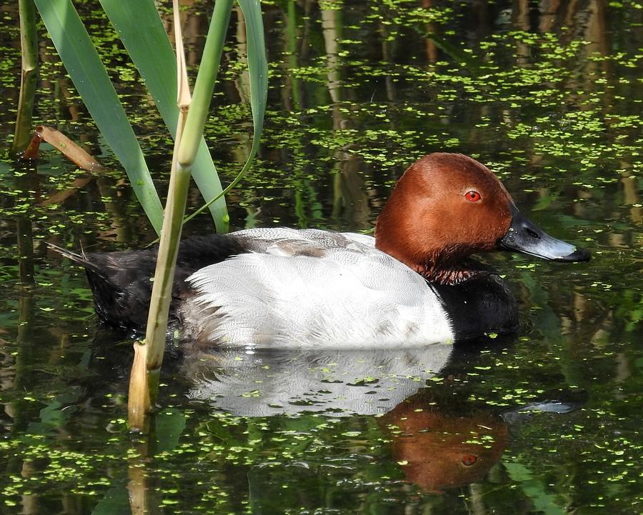 Głowienka w szuwarach