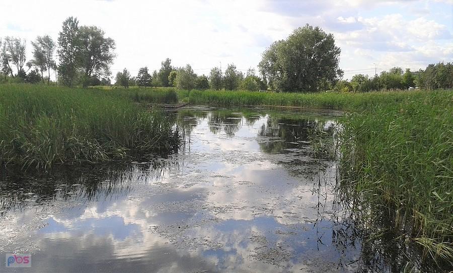 Jezioro Zgorzała, brzegi zagospodarowane, ale toń wody mocno zarośnięta szuwarami.