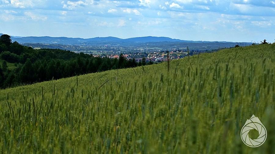 Strzyżów zza łanów zboża