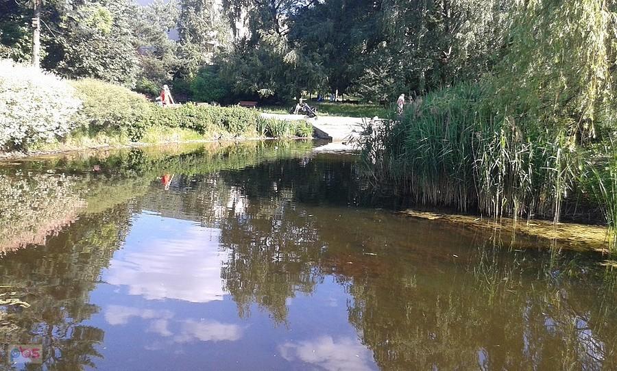 Staw Rakowiecki w osiedlowym parku przy Pawińskiego