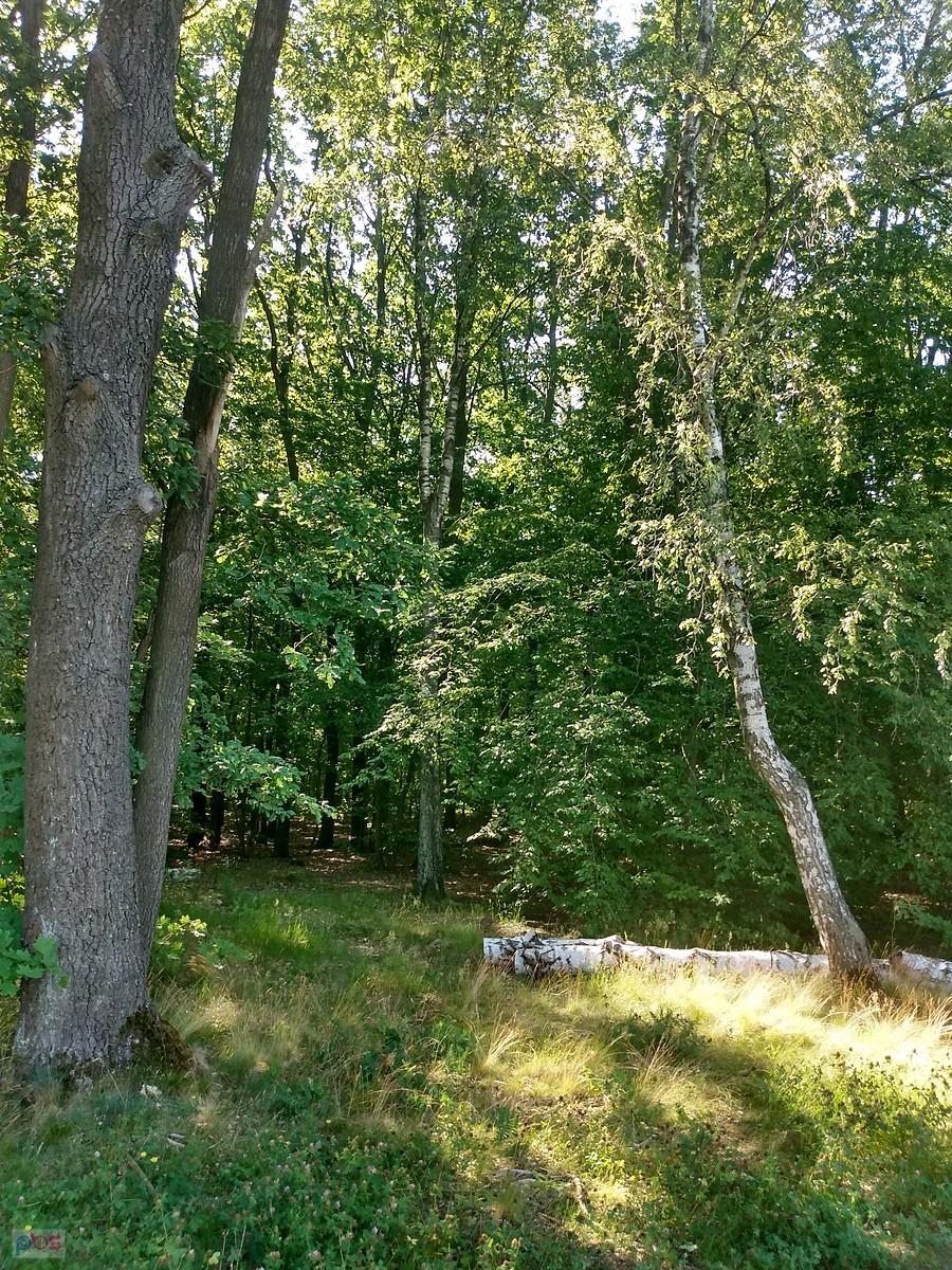 Przyjemny cień