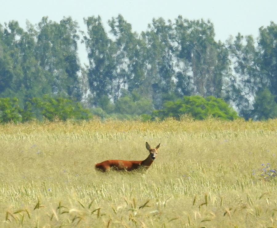 Sarenka wśród traw