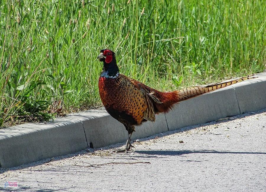 Podniósł głowę i dał mi kilka sekund na fotkę