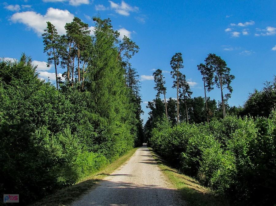 Trakt Żabieniecki