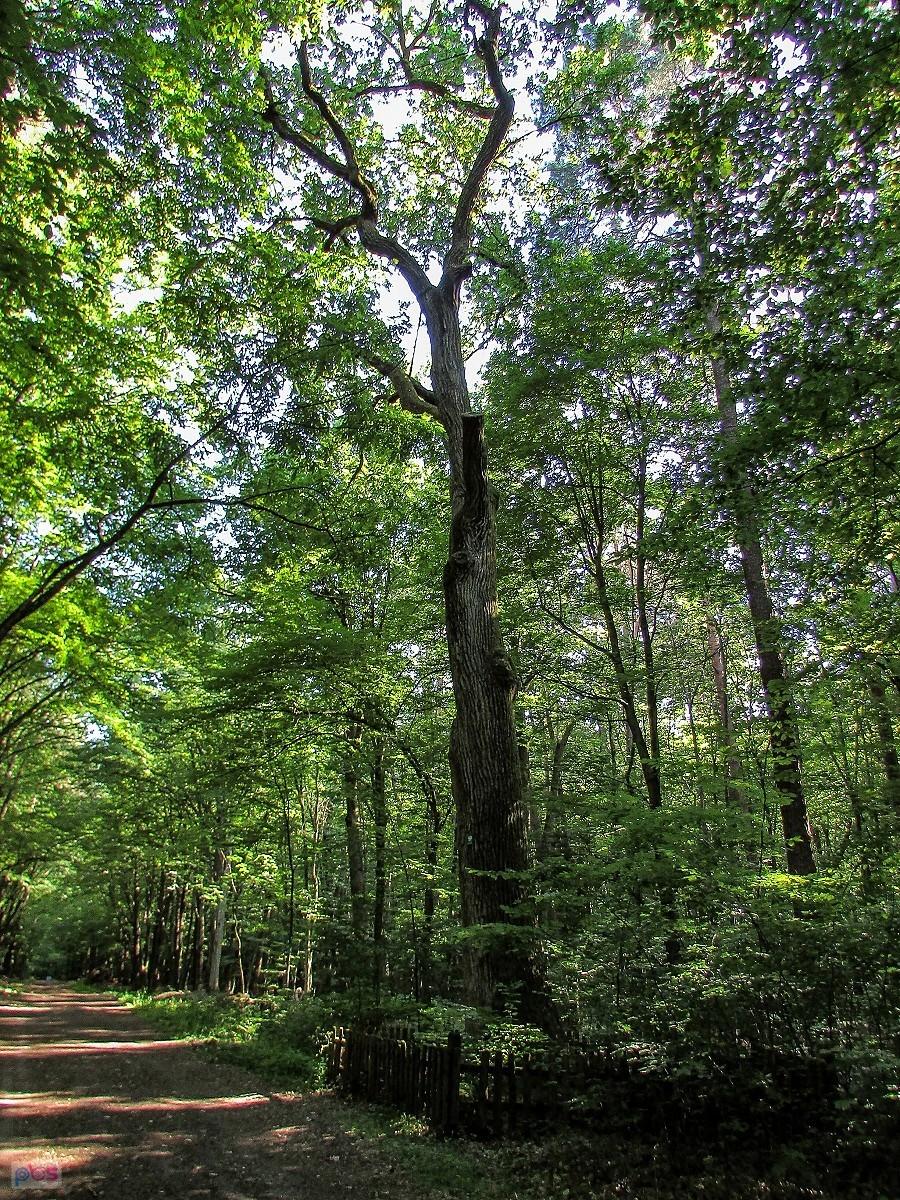 Pomnikowy dąb w Lesie Kabackim