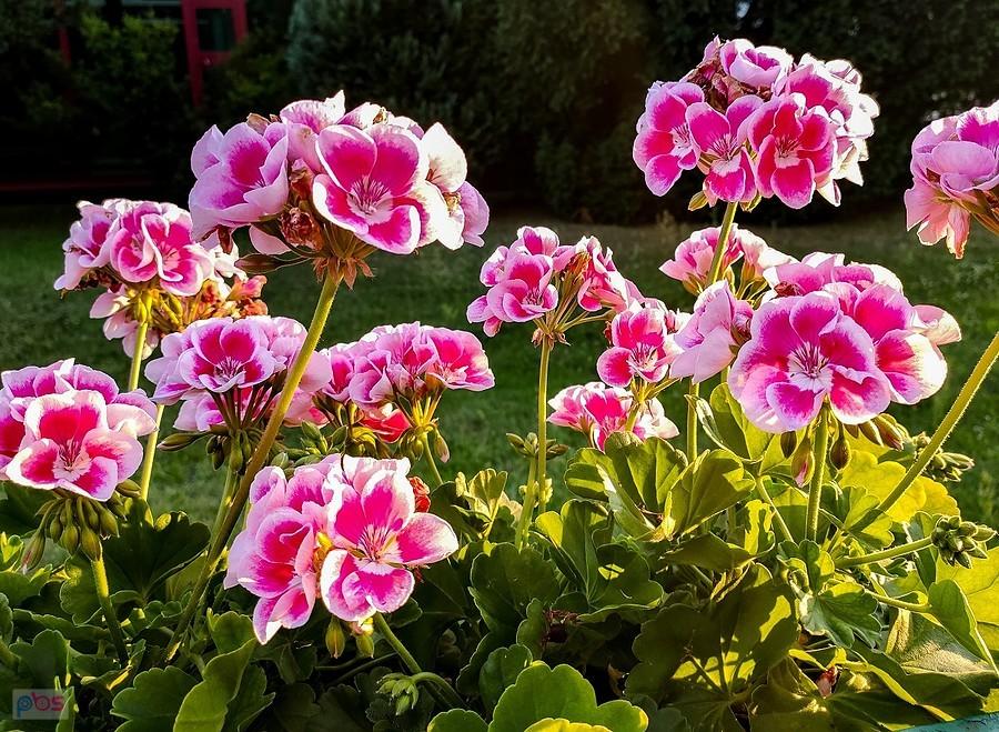 Różowo-białe pelargonie