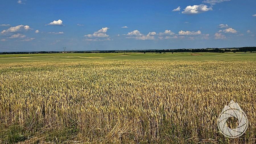 gdzie nie spojrzeć, to pola na tej Opolszczyźnie