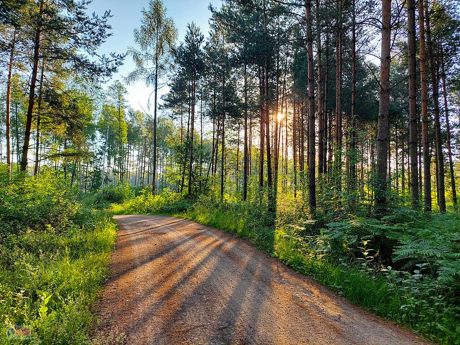 Za plecami poranne słońce - las w pobliżu Korwinowa
