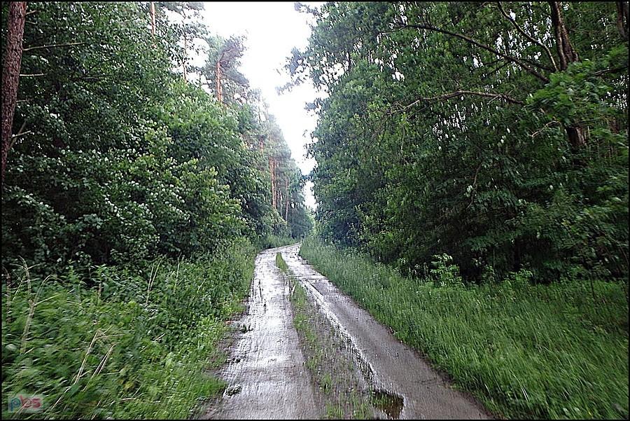 Leśna droga w Matytach nad Jeziorakiem