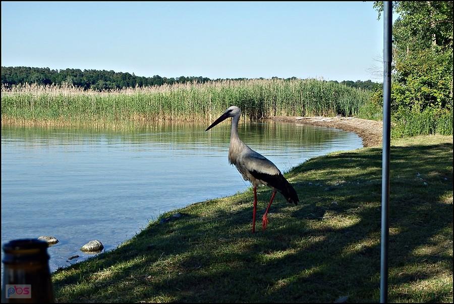 Odwiedzający nas bocian